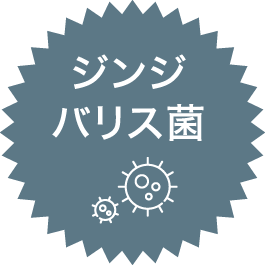 ジンジバリス菌