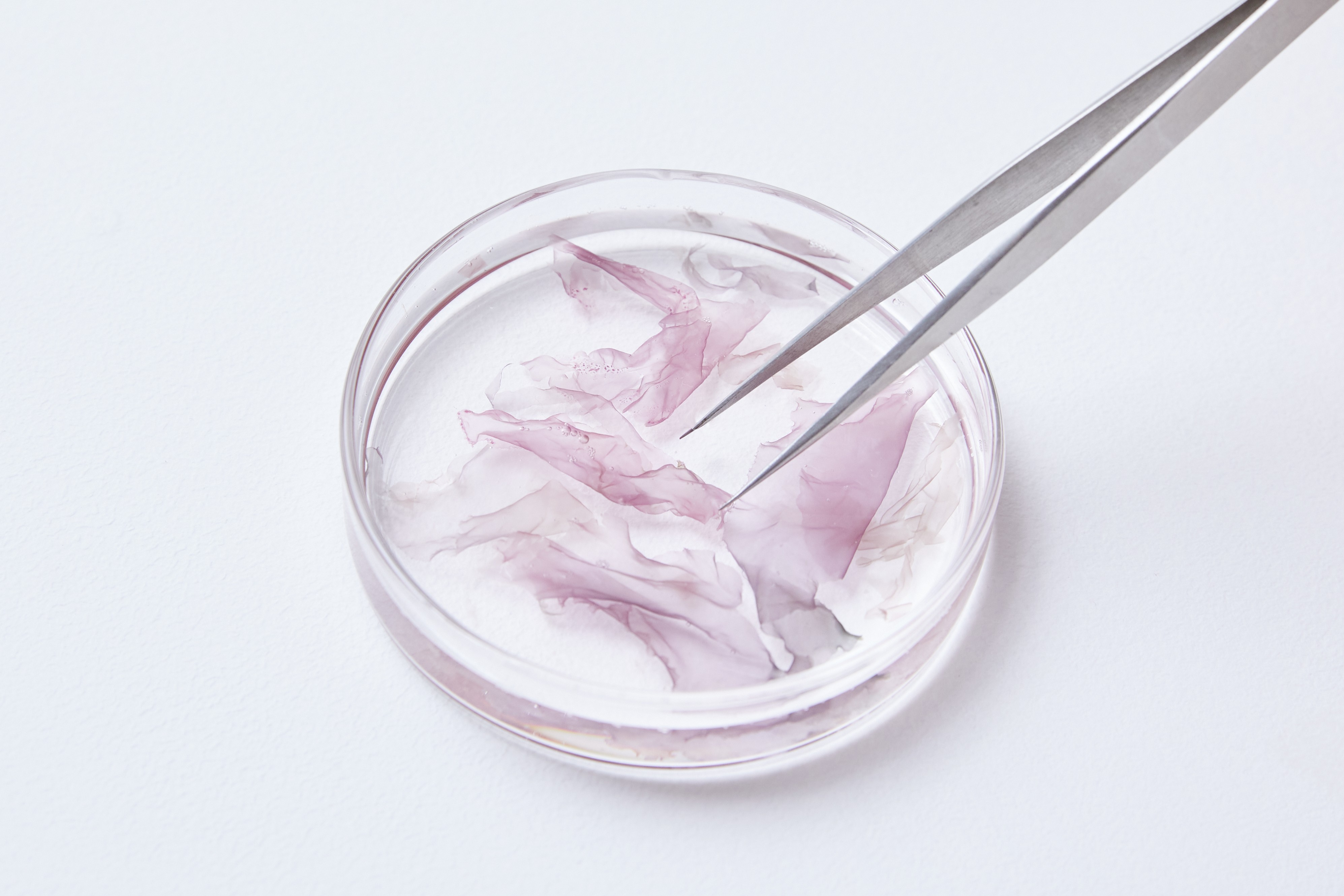 スサビノリのイメージ