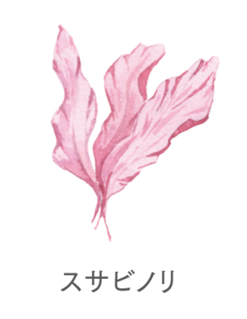 スサビノリのイメージ