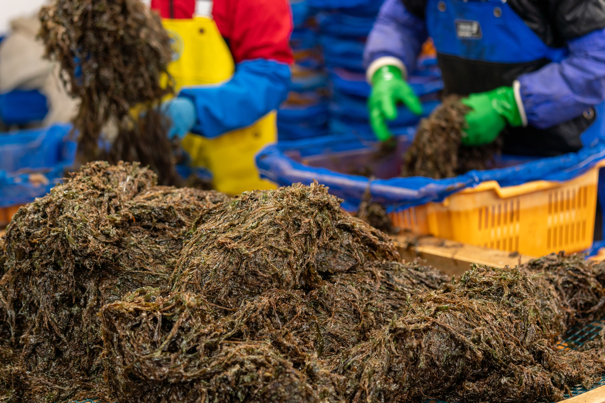海苔と、それを扱う生産現場の人の手