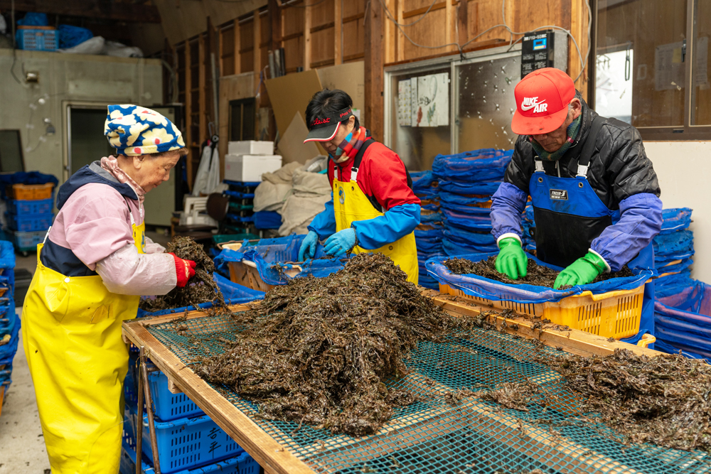 地元で色落ちノリを扱う生産現場の風景