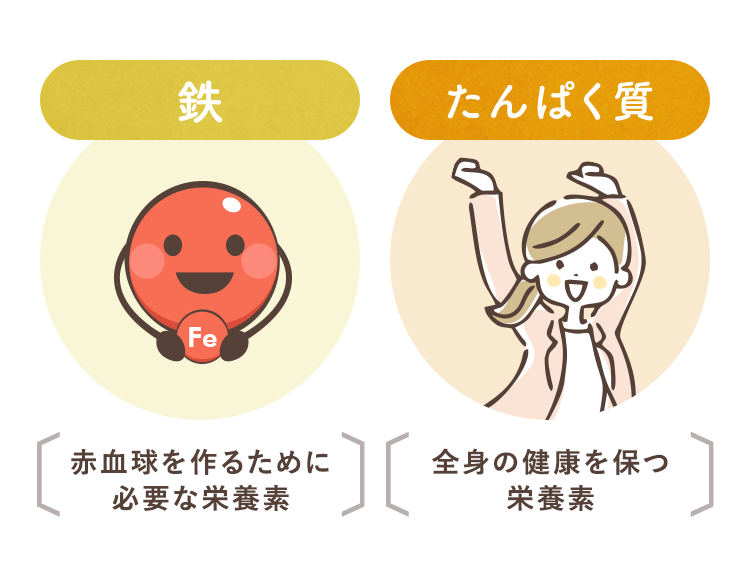 赤血球を作るために必要な栄養素