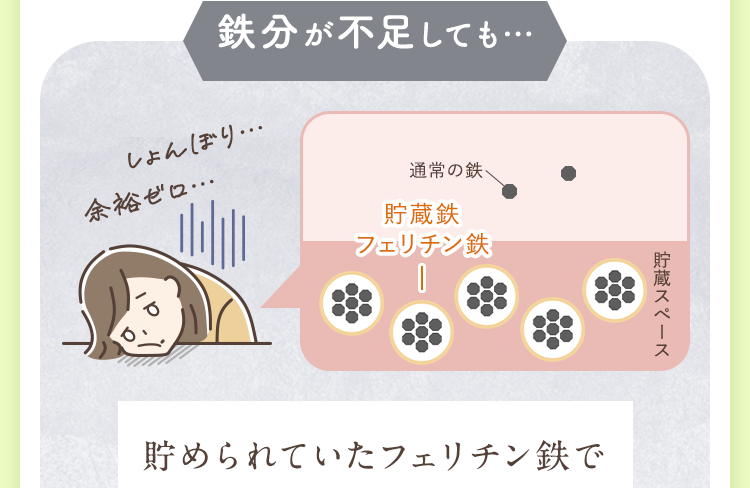 貯められていたフェリチン鉄で不足分を補える!