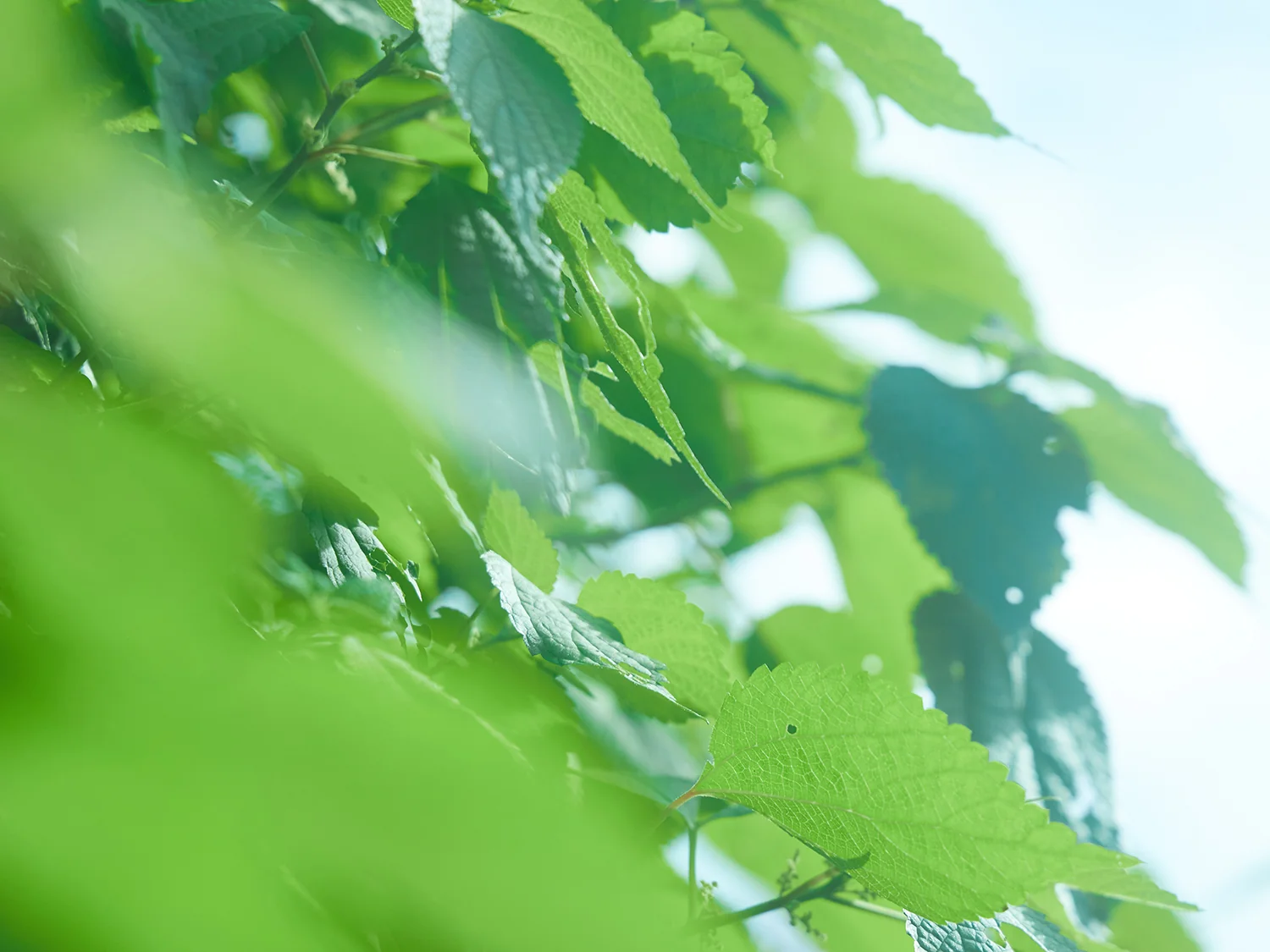 お体の sapon