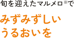 旬を迎えたマルメロ※でみずみずしいうるおいを