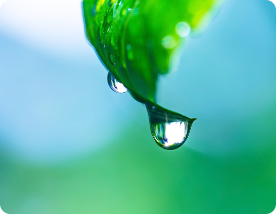 葉先から滴る水滴