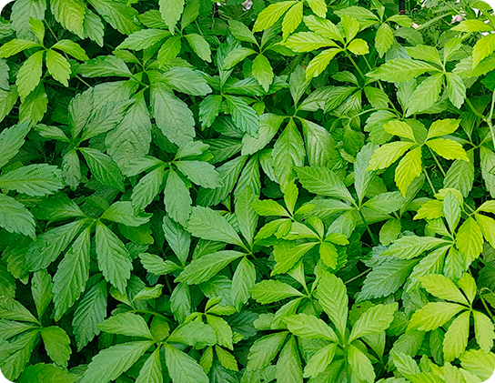 植物エキスのイメージ