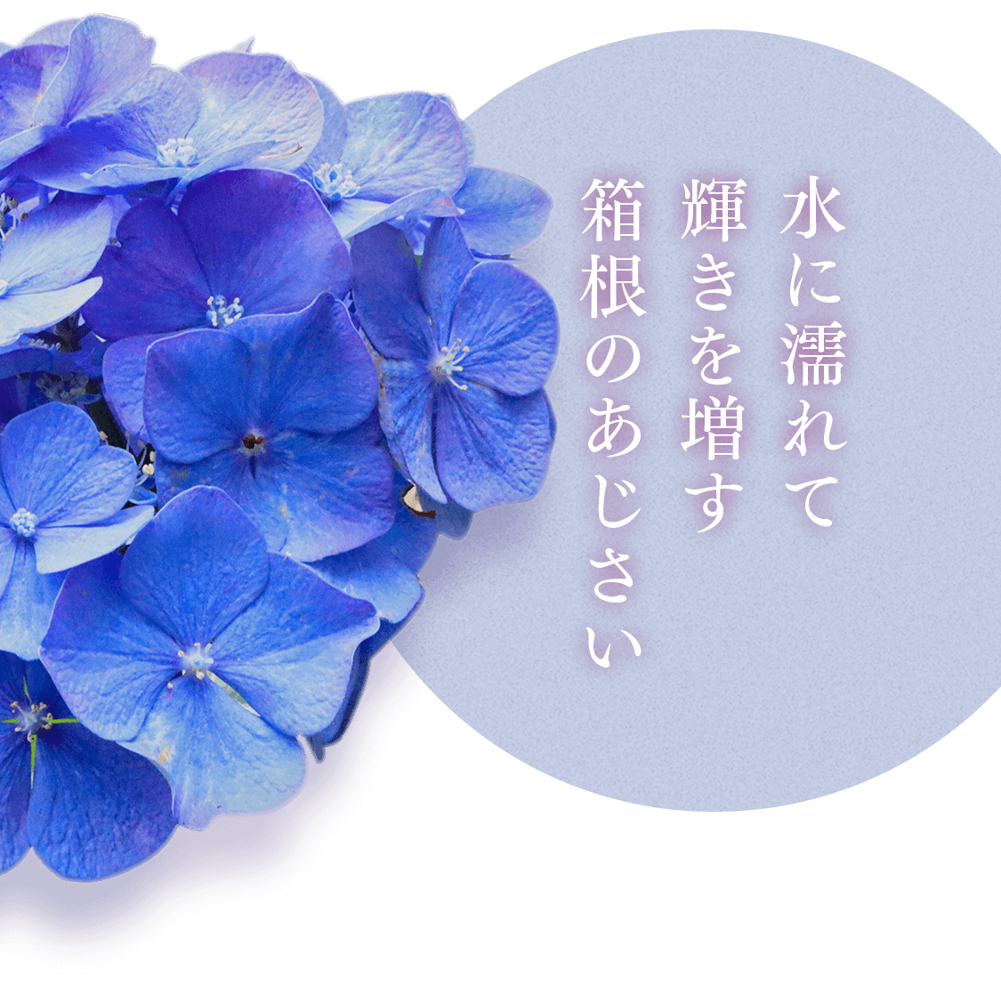 箱根ルルルン しっとりアジサイの香り フェイスマスク ルルルン 公式