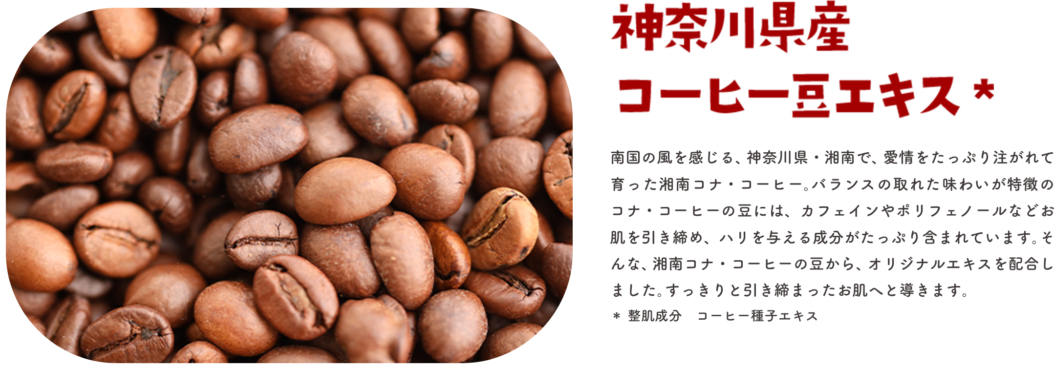 神奈川県産 コーヒー豆エキス★ 南国の風を感じる、神奈川県・湘南で、愛情をたっぷり注がれて育った湘南コナ・コーヒー。バランスの取れた味わいが特徴のコナ・コーヒーの豆には、カフェインやポリフェノールなどお肌を引き締め、ハリを与える成分がたっぷり含まれています。そんな、湘南コナ・コーヒーの豆から、オリジナルエキスを配合しました。すっきりと引き締まったお肌へと導きます。★整肌成分 コーヒー種子エキス