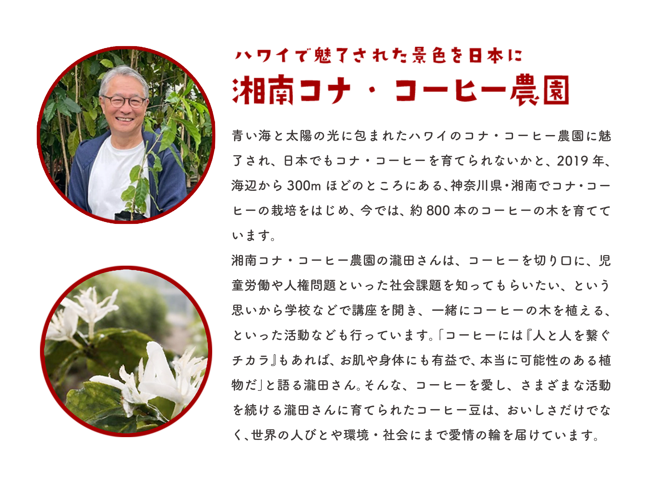 ハワイで魅了された景色を日本に 湘南コナ・コーヒー農園 青い海と太陽の光に包まれたハワイのコナ・コーヒー農園に魅了され、日本でもコナ・コーヒーを育てられないかと、2019年、海辺から300mほどのところにある、神奈川県・湘南でコナ・コーヒーの栽培をはじめ、今では、約800本のコーヒーの木を育てています。湘南コナ・コーヒー農園の瀧田さんは、コーヒーを切り口に、児童労働や人権問題といった社会課題を知ってもらいたい、という思いから学校などで講座を開き、一緒にコーヒーの木を植える、といった活動なども行っています。「コーヒーには『人と人を繋ぐチカラ』もあれば、お肌や身体にも有益で、本当に可能性のある植物だ」と語る瀧田さん。そんな、コーヒーを愛し、さまざまな活動を続ける瀧田さんに育てられたコーヒー豆は、おいしさだけでなく、世界の人びとや環境・社会にまで愛情の輪を届けています。