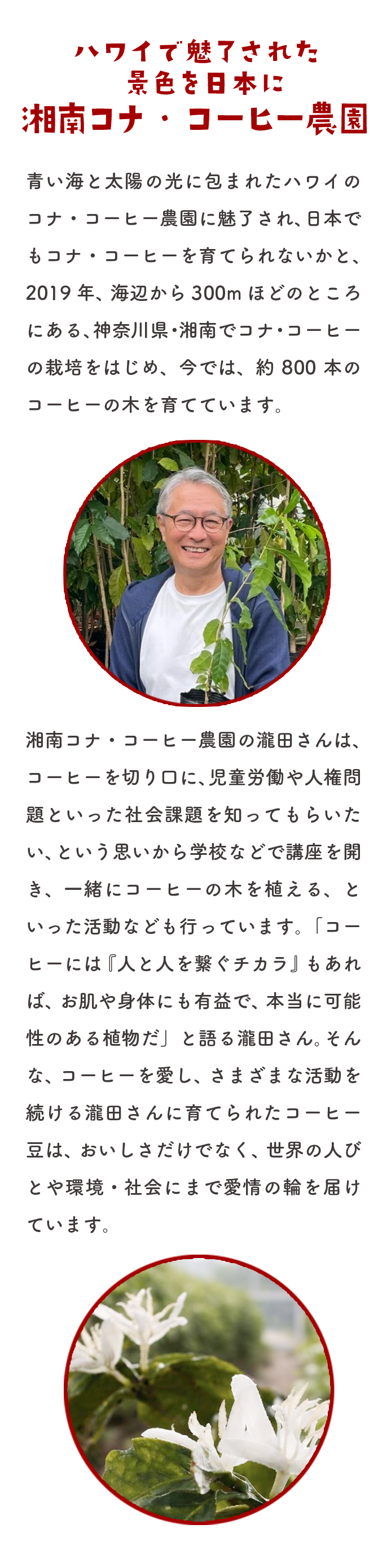 ハワイで魅了された景色を日本に 湘南コナ・コーヒー農園 青い海と太陽の光に包まれたハワイのコナ・コーヒー農園に魅了され、日本でもコナ・コーヒーを育てられないかと、2019年、海辺から300mほどのところにある、神奈川県・湘南でコナ・コーヒーの栽培をはじめ、今では、約800本のコーヒーの木を育てています。湘南コナ・コーヒー農園の瀧田さんは、コーヒーを切り口に、児童労働や人権問題といった社会課題を知ってもらいたい、という思いから学校などで講座を開き、一緒にコーヒーの木を植える、といった活動なども行っています。「コーヒーには『人と人を繋ぐチカラ』もあれば、お肌や身体にも有益で、本当に可能性のある植物だ」と語る瀧田さん。そんな、コーヒーを愛し、さまざまな活動を続ける瀧田さんに育てられたコーヒー豆は、おいしさだけでなく、世界の人びとや環境・社会にまで愛情の輪を届けています。