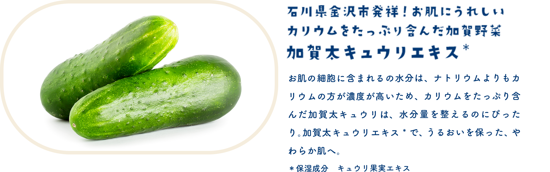 石川県金沢市発祥！お肌にうれしいカリウムをたっぷり含んだ加賀野菜 加賀太キュウリエキス＊　お肌の細胞に含まれる水分は、ナトリウムよりもカリウムの方が濃度が高いため、カリウムをたっぷり含んだ加賀太キュウリは、水分量を整えるのにぴったり。加賀太キュウリエキス＊で、うるおいを保ち、やわらか肌へ。＊保湿成分　キュウリ果実エキス