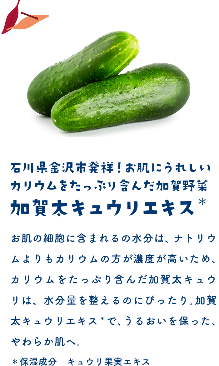 石川県金沢市発祥！お肌にうれしいカリウムをたっぷり含んだ加賀野菜 加賀太キュウリエキス＊　お肌の細胞に含まれる水分は、ナトリウムよりもカリウムの方が濃度が高いため、カリウムをたっぷり含んだ加賀太キュウリは、水分量を整えるのにぴったり。加賀太キュウリエキス＊で、うるおいを保ち、やわらか肌へ。＊保湿成分　キュウリ果実エキス