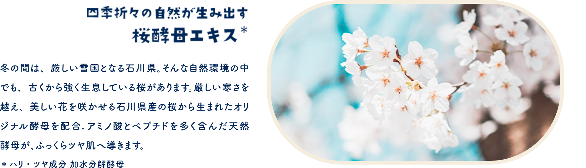 四季折々の自然が生み出す 桜酵母エキス＊　冬の間は、厳しい雪国となる石川県。そんな自然環境の中でも、古くから強く生きている桜の花は、厳しい寒さを越え、美しい花を咲かせる石川県産の桜から生まれたオリジナル天然酵母が、ふっくらやわ肌へ導きます。＊ハリ・ツヤ成分　加水分解酵母