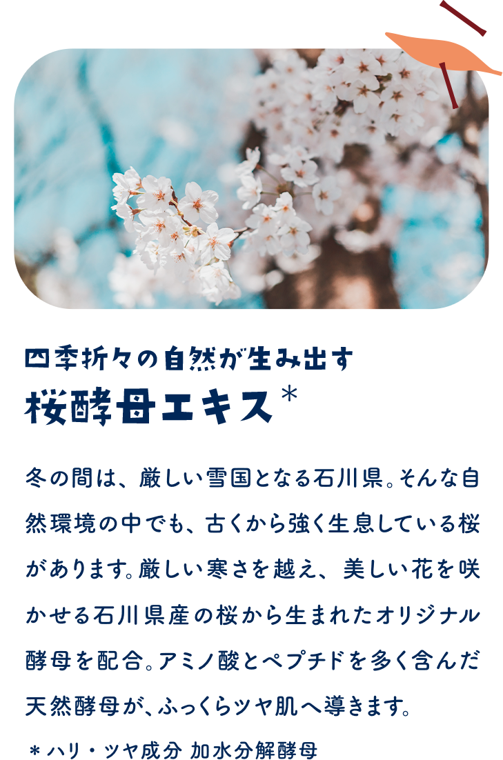 四季折々の自然が生み出す 桜酵母エキス＊　冬の間は、厳しい雪国となる石川県。そんな自然環境の中でも、古くから強く生きている桜の花は、厳しい寒さを越え、美しい花を咲かせる石川県産の桜から生まれたオリジナル天然酵母が、ふっくらやわ肌へ導きます。＊ハリ・ツヤ成分　加水分解酵母