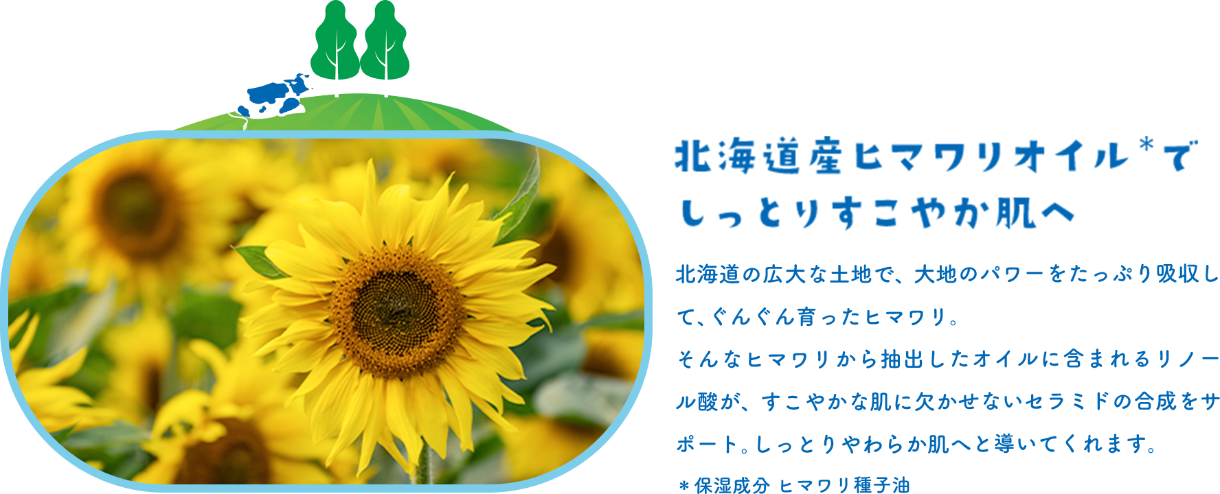北海道産ヒマワリオイル＊でしっとりすこやか肌へ 北海道の広大な土地で、大地のパワーをたっぷり吸収して、ぐんぐん育ったヒマワリ。そんなヒマワリから抽出したオイルに含まれるリノール酸が、すこやかな肌に欠かせないセラミドの合成をサポート。しっとりやわらか肌へと導いてくれます。＊保湿成分 ヒマワリ種子油