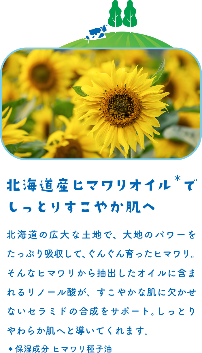 北海道産ヒマワリオイル＊でしっとりすこやか肌へ 北海道の広大な土地で、大地のパワーをたっぷり吸収して、ぐんぐん育ったヒマワリ。そんなヒマワリから抽出したオイルに含まれるリノール酸が、すこやかな肌に欠かせないセラミドの合成をサポート。しっとりやわらか肌へと導いてくれます。＊保湿成分 ヒマワリ種子油