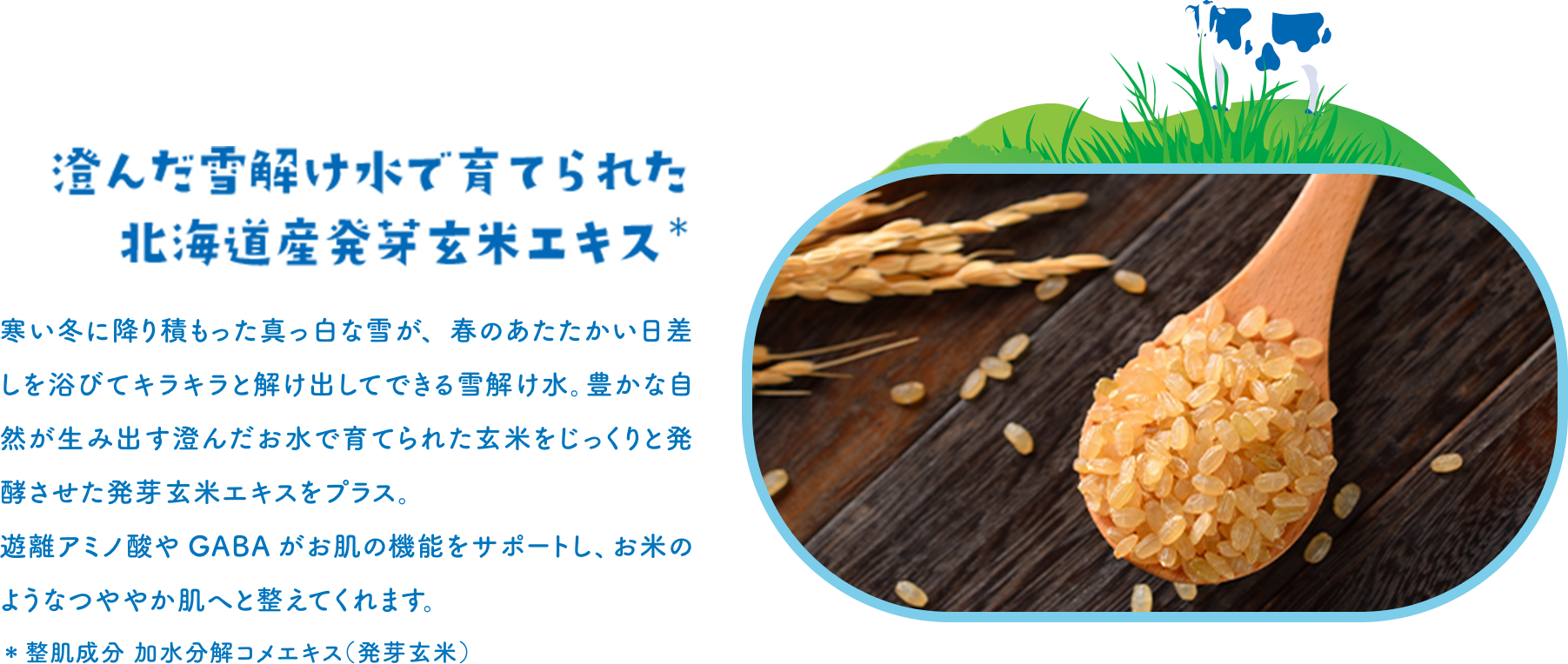 澄んだ雪解け水で育てられた北海道産発芽玄米エキス＊ 寒い冬に降り積もった真っ白な雪が、春のあたたかい日差しを浴びてキラキラと解け出してできる雪解け水。豊かな自然が生み出す澄んだお水で育てられた玄米をじっくりと発酵させた発芽玄米エキスをプラス。遊離アミノ酸やGABAがお肌の機能をサポートし、お米のようなつややか肌へと整えてくれます。＊整肌成分 加水分解コメエキス（発芽玄米）