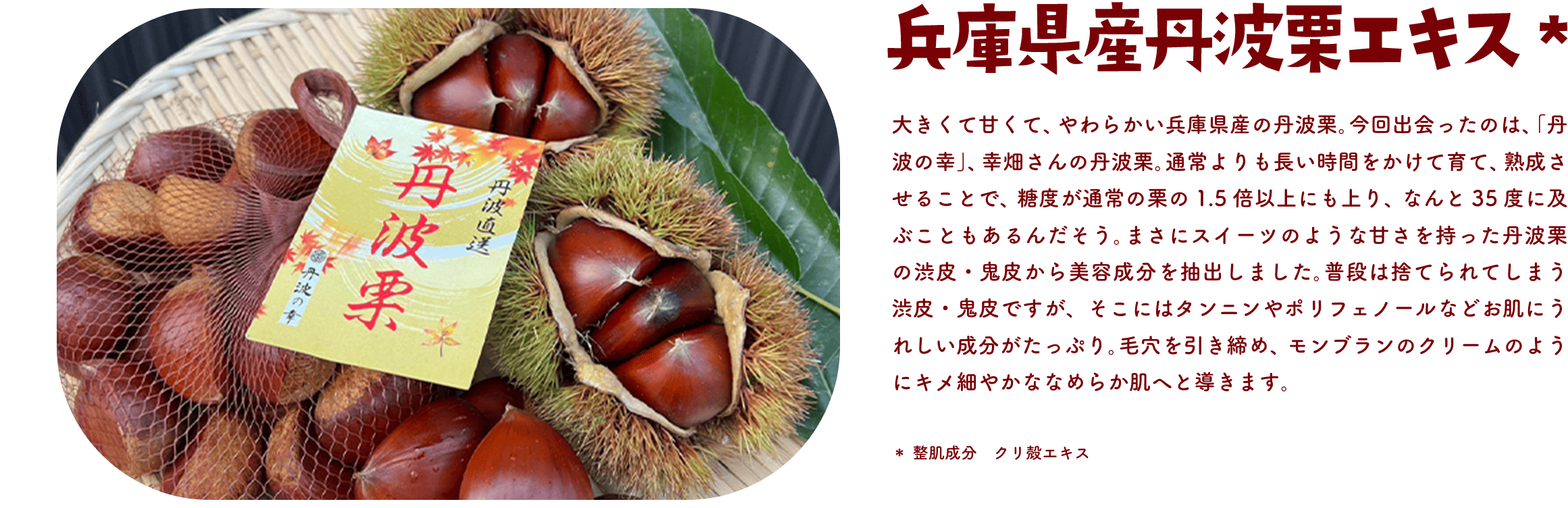兵庫県産丹波栗エキス 大きくて甘くて、やわらかい兵庫県産の丹波栗。今回出会ったのは、「丹波の幸」、幸畑さんの丹波栗。通常よりも長い時間をかけて育て、熟成させることで、糖度が通常の栗の1.5倍以上にも上り、なんと35度に及ぶこともあるんだそう。まさにスイーツのような甘さを持った丹波栗の渋皮・鬼皮から美容成分を抽出しました。普段は捨てられてしまう渋皮・鬼皮ですが、そこにはタンニンやポリフェノールなどお肌にうれしい成分がたっぷり。毛穴を引き締め、モンブランのクリームのようにキメ細やかななめらか肌へと導きます。＊整肌成分 クリ殻エキス
