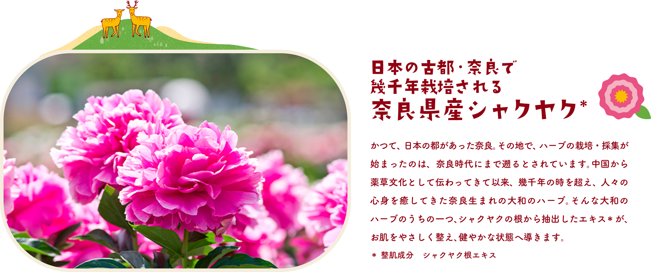 日本の古都・奈良で幾千年栽培される 奈良県産シャクヤク＊　かつて、日本の都があった奈良。その地で、ハーブの栽培・採集が始まったのは、奈良時代にまで遡るとされています。中国から薬草文化として伝わってきて以来、幾千年の時を超え、人々の心身を癒してきた奈良生まれの大和のハーブ。そんな大和のハーブのうちの一つ、シャクヤクの根から抽出したエキス＊が、お肌をやさしく整え、健やかな状態へ導きます。＊整肌成分　シャクヤク根エキス