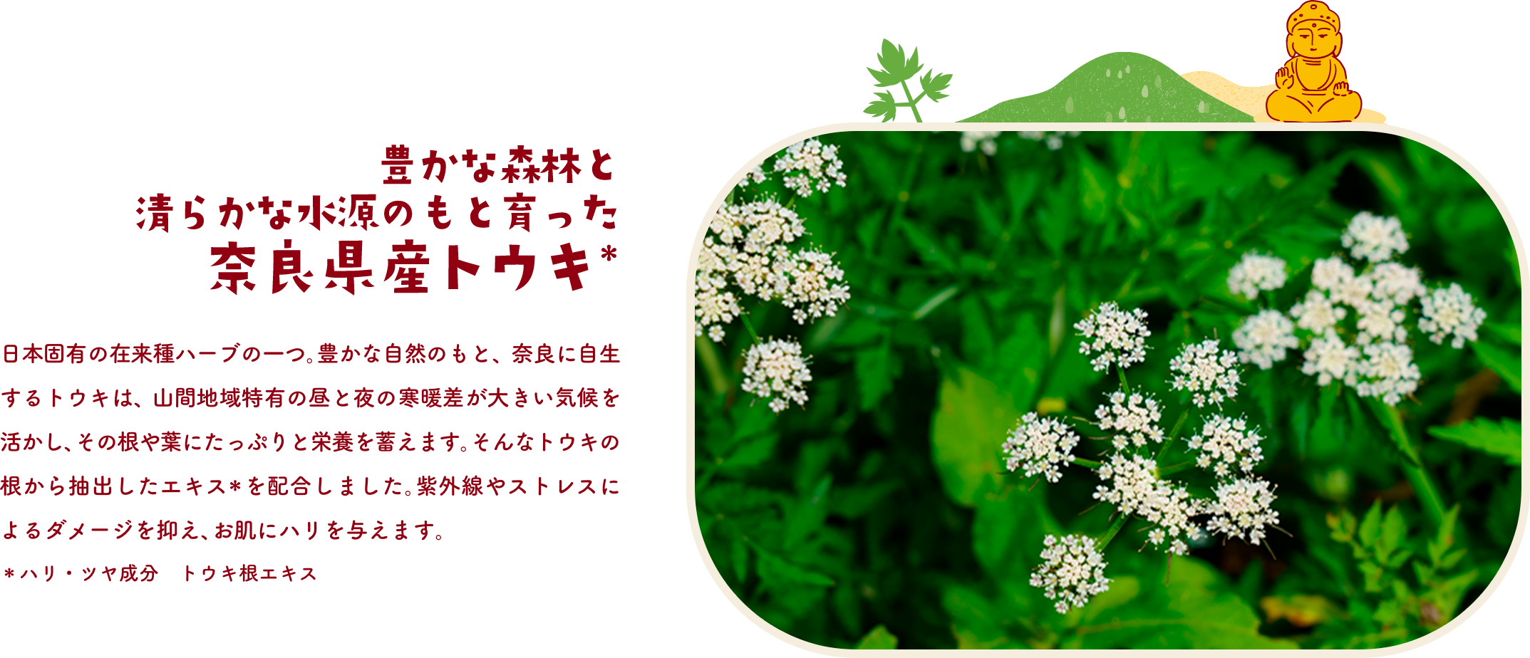 豊かな森林と清らかな水源のもと育った 奈良県産トウキ＊　日本固有の在来種ハーブの一つ。豊かな自然のもと、奈良に自生するトウキは、山間地域特有の昼と夜の寒暖差が大きい気候を活かし、その根や葉に含まれる成分を凝縮します。そんなトウキの根から抽出したエキス＊を配合しました。紫外線やストレスによるダメージを抑え、お肌にハリを与えます。＊ハリ・ツヤ成分　トウキ根エキス