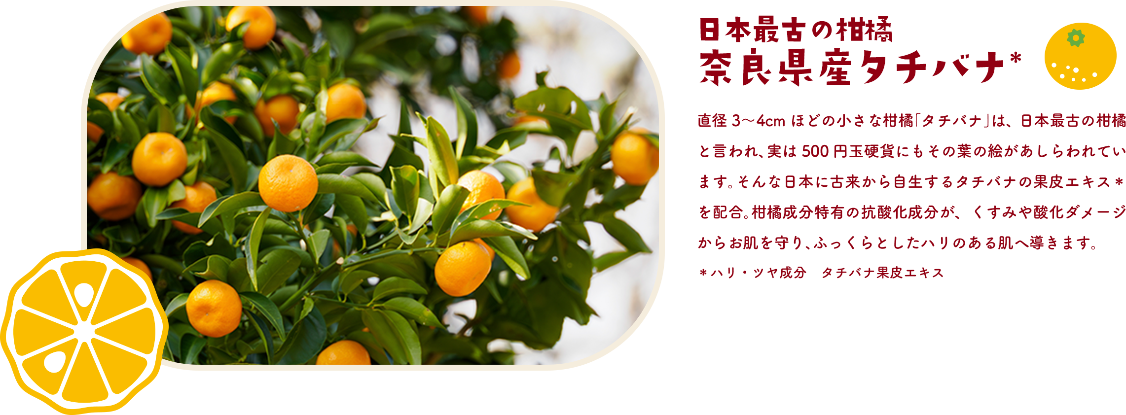 日本最古の柑橘 奈良県産タチバナ＊　直径3〜4cmほどの小さな柑橘「タチバナ」は、日本最古の柑橘と言われ、実は500円玉硬貨にもその葉の絵があしらわれています。そんな日本に古来から自生するタチバナの果皮エキス＊を配合。柑橘成分特有の抗酸化成分が、くすみや酸化ダメージからお肌を守り、ふっくらとしたハリのある肌へ導きます。＊ハリ・ツヤ成分　タチバナ果皮エキス