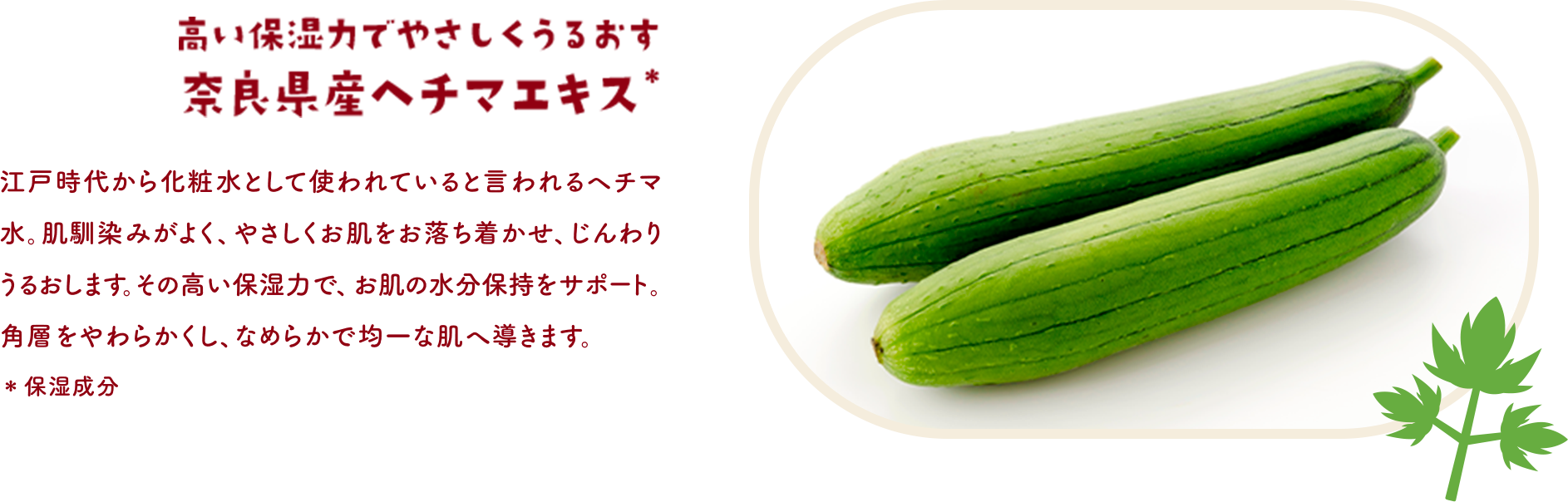 高い保湿力でやさしくうるおす 奈良県産ヘチマエキス＊　江戸時代から化粧水として使われていると言われるヘチマ水。肌馴染みがよく、やさしくお肌をお落ち着かせ、じんわりうるおします。その高い保湿力で、お肌の水分保持をサポート。角層をやわらかくし、なめらかで均一な肌へ導きます。＊保湿成分