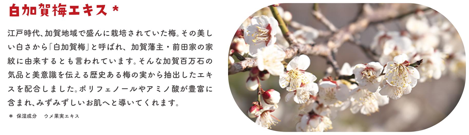 白加賀梅エキス＊ 江戸時代、加賀地域で盛んに栽培されていた梅。その美しい白さから「白加賀梅」と呼ばれ、加賀藩主・前田家の家紋に由来するとも言われています。そんな加賀百万石の気品と美意識を伝える歴史ある梅の実から抽出したエキスを配合しました。ポリフェノールやアミノ酸が豊富に含まれ、みずみずしいお肌へと導いてくれます。 ＊保湿成分 ウメ果実エキス