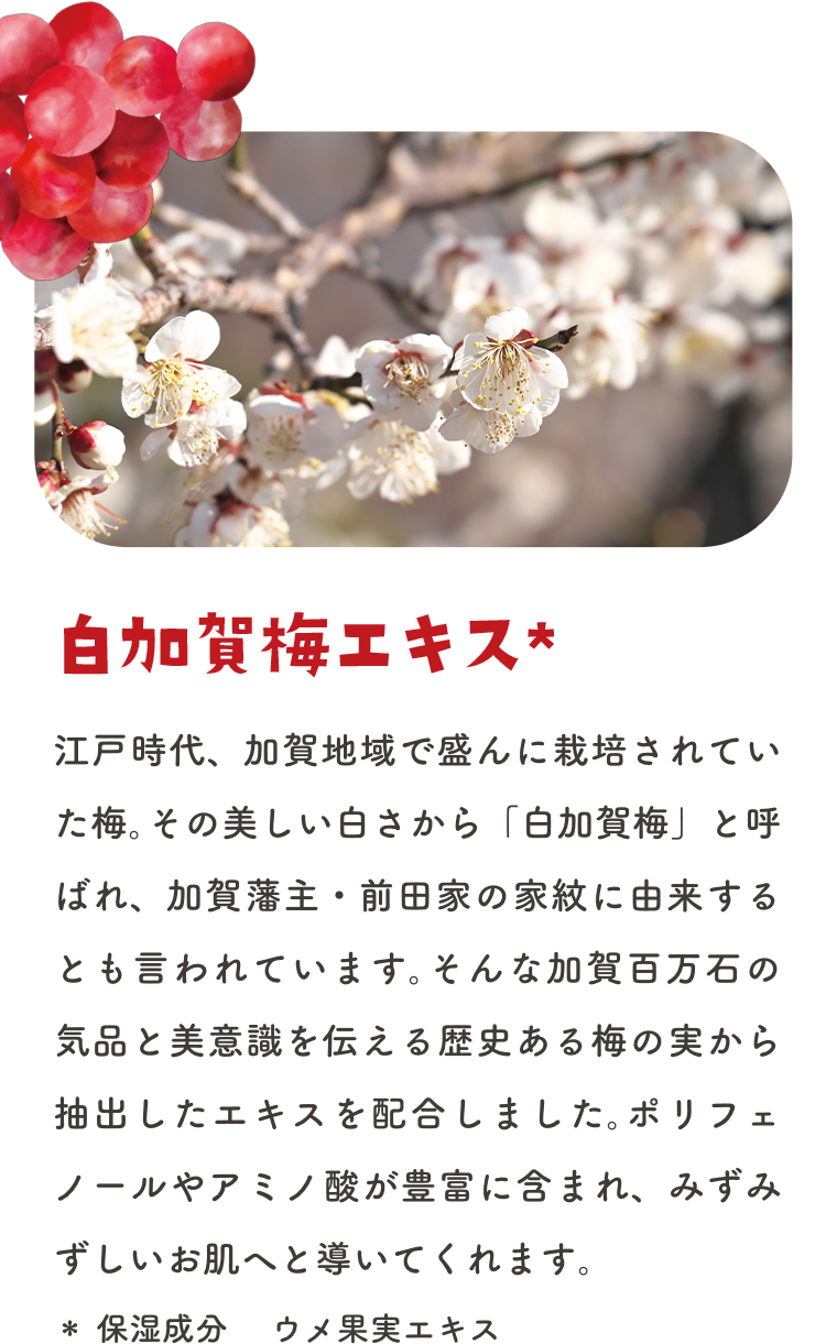 白加賀梅エキス＊ 江戸時代、加賀地域で盛んに栽培されていた梅。その美しい白さから「白加賀梅」と呼ばれ、加賀藩主・前田家の家紋に由来するとも言われています。そんな加賀百万石の気品と美意識を伝える歴史ある梅の実から抽出したエキスを配合しました。ポリフェノールやアミノ酸が豊富に含まれ、みずみずしいお肌へと導いてくれます。 ＊保湿成分 ウメ果実エキス