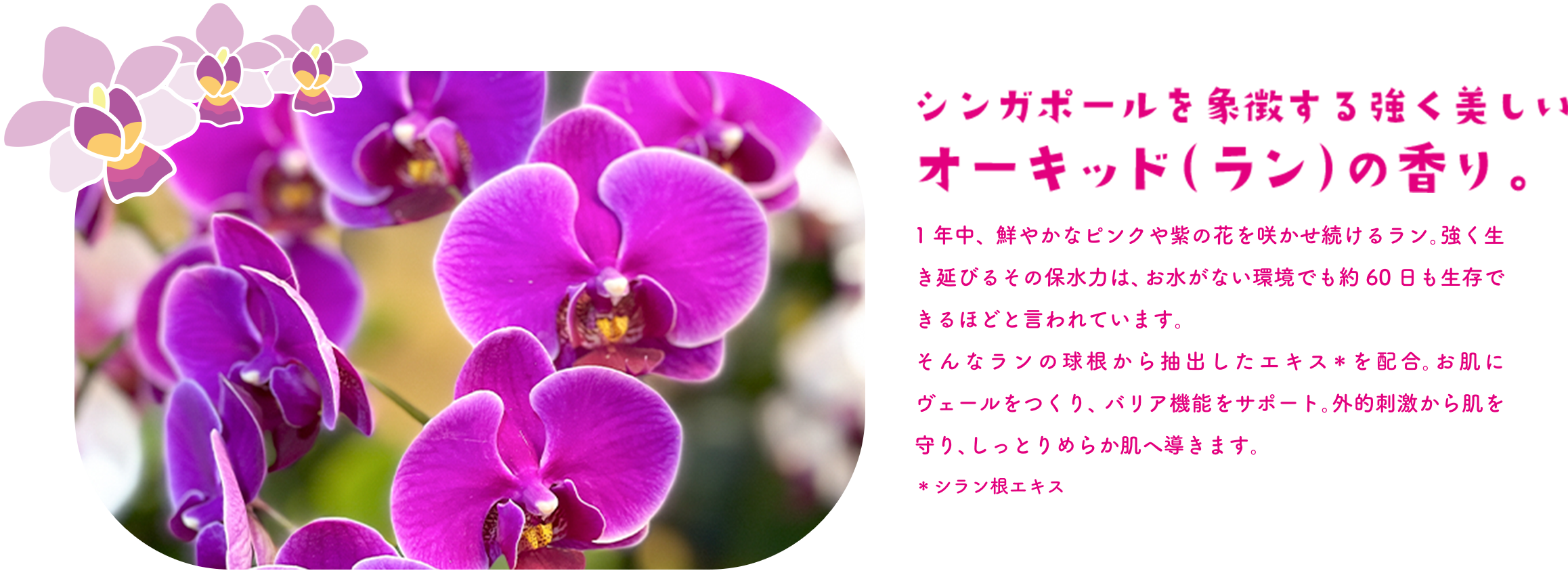 シンガポールを象徴する強く美しいオーキッド（ラン）の香り。 1年中、鮮やかなピンクや紫の花を咲かせ続けるラン。強く生き延びるその保水力は、お水がない環境でも約60日も生存できるほどと言われています。そんなランの球根から抽出したエキス＊を配合。お肌にヴェールをつくり、バリア機能をサポート。外的刺激から肌を守り、しっとりめらか肌へ導きます。＊シラン根エキス