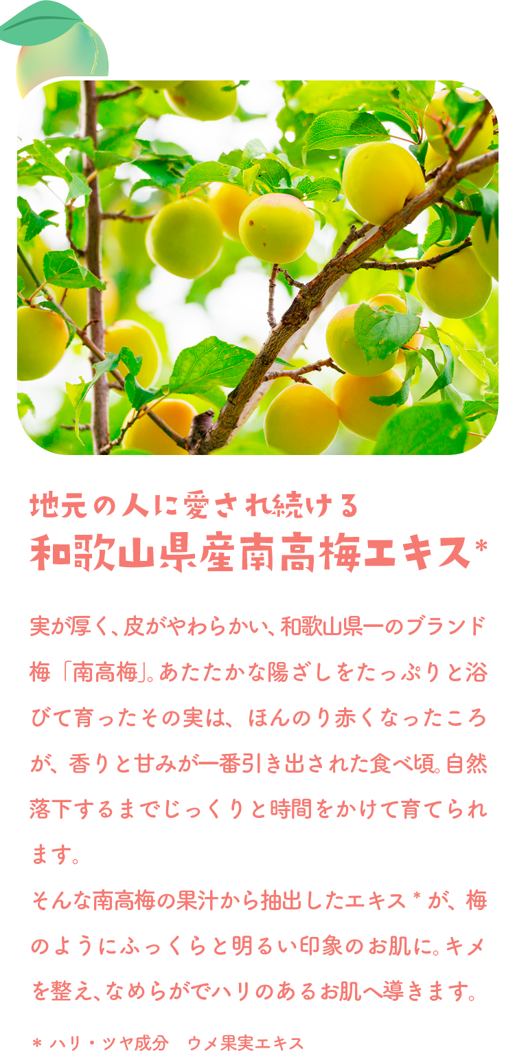 地元の人に愛され続ける 和歌山県産南高梅エキス＊　実が深く、染がかからない、和歌山県一のブランド梅「南高梅」。あなたから取ぐしるとふっくら浮かびそうに育った南高梅は、果ふっくらに育ち、春うらまから春？を抱きしめた美しい、晩春期くまでをじっくり育てられます。そんな南高梅の果実から抽出したエキス＊が、梅のようにぷっくりと明るい印象のお肌へ、しっとり、女性らしい印象のお肌に。＊ハリ・ツヤ成分　ウメ果実エキス