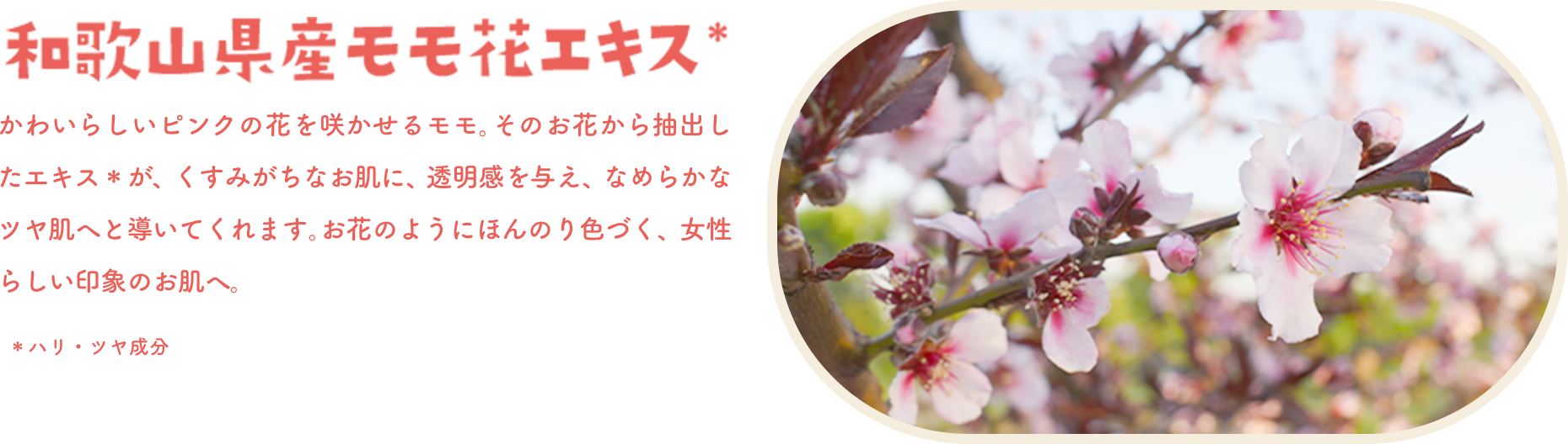 和歌山県産モモ花エキス＊　かわいらしいピンクの花を咲かせるモモ。その花を抽出したエキス＊が、くすみがなく明るい、透明感ある、なめらかツヤ肌へと導いてくれます。お花のようにほんのり色づく、女性らしい印象のお肌へ。＊ハリ・ツヤ成分
