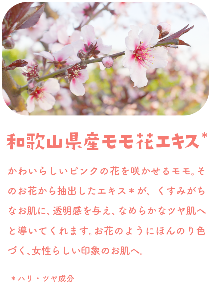 和歌山県産モモ花エキス＊　かわいらしいピンクの花を咲かせるモモ。その花を抽出したエキス＊が、くすみがなく明るい、透明感ある、なめらかツヤ肌へと導いてくれます。お花のようにほんのり色づく、女性らしい印象のお肌へ。＊ハリ・ツヤ成分