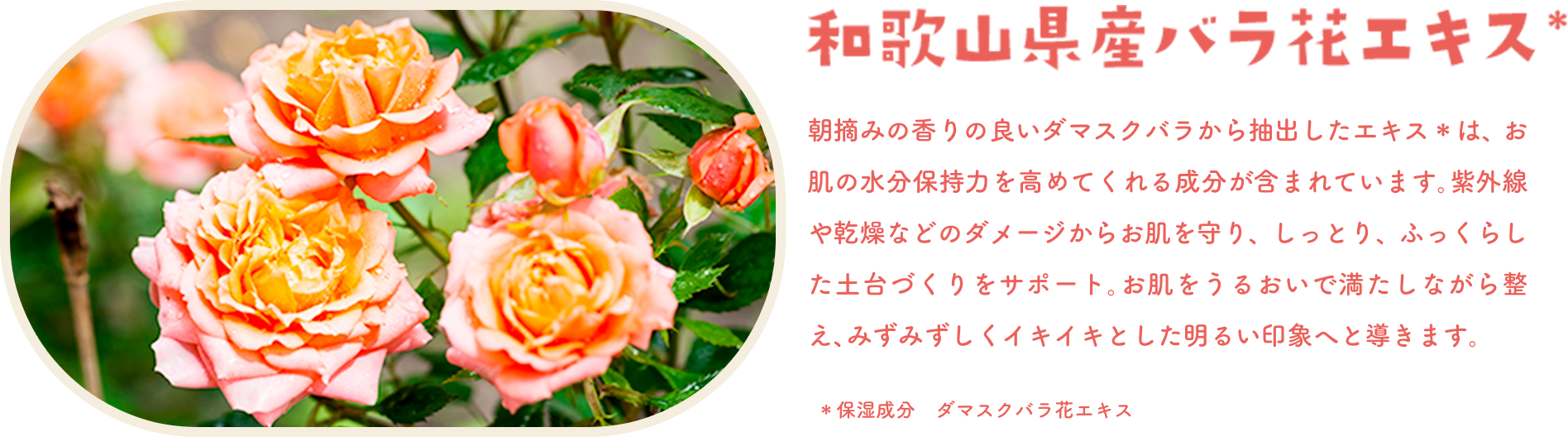和歌山県産バラ花エキス＊　朝摘みの香りの良いダマスクバラから抽出したエキス＊は、お肌の余分な汚れを落としてくれる成分が含まれています。栄外原や乾燥などのダメージから肌をケア、しっとり、ふっくらした方付きへと整えます。お肌をうるおいで満たし元気な姿に。みずみずしくイキイキとした明るい印象に。＊保湿成分　ダマスクバラ花エキス