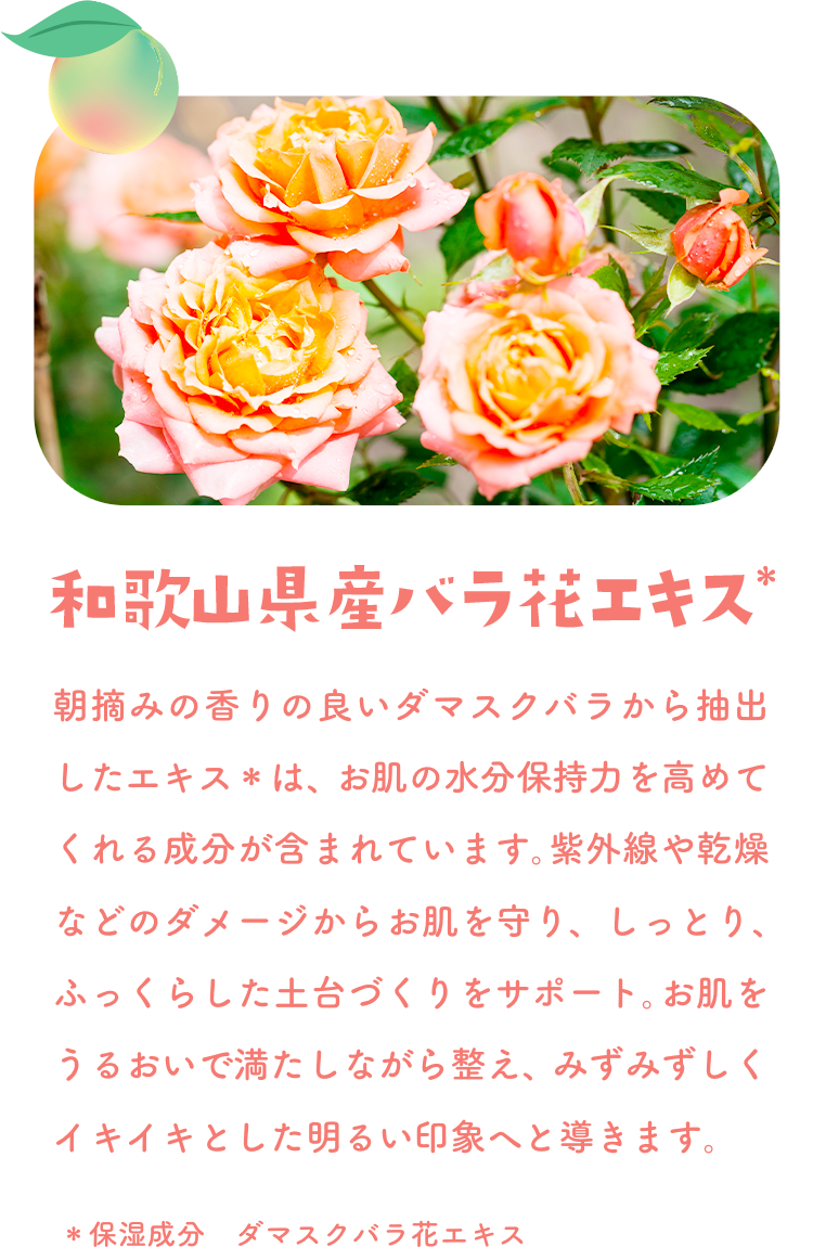 和歌山県産バラ花エキス＊　朝摘みの香りの良いダマスクバラから抽出したエキス＊は、お肌の余分な汚れを落としてくれる成分が含まれています。栄外原や乾燥などのダメージから肌をケア、しっとり、ふっくらした方付きへと整えます。お肌をうるおいで満たし元気な姿に。みずみずしくイキイキとした明るい印象に。＊保湿成分　ダマスクバラ花エキス