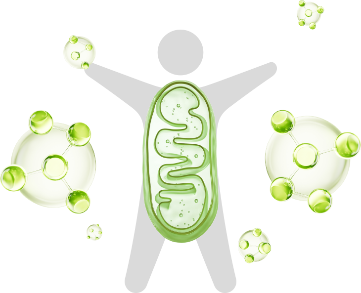 5-ATP産生が活発化 image 1