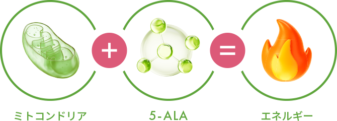 ミトコンドリア 5-ALA エネルギー