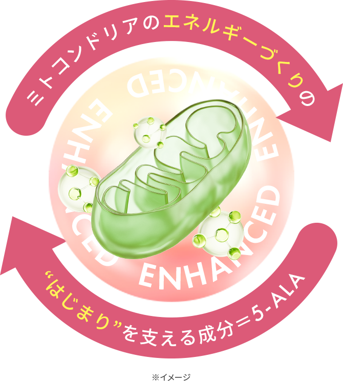 ミトコンドリアのエネルギーづくりの“はじまり”を支える成分＝5-ALA