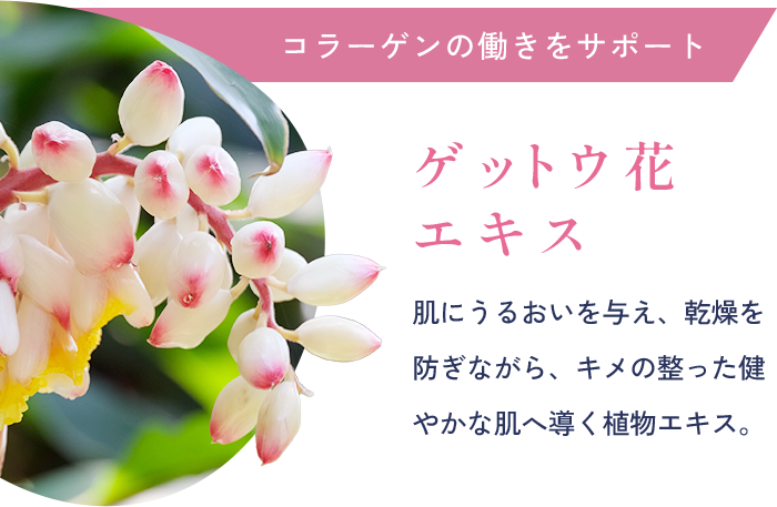 コラーゲンの働きをサポート ゲットウ花 エキス 肌にうるおいを与え、乾燥を防ぎながら、キメの整った健やかな肌へ導く植物エキス。