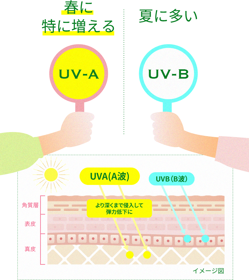 春に 特に増える UV-A, 夏に多い UV-B