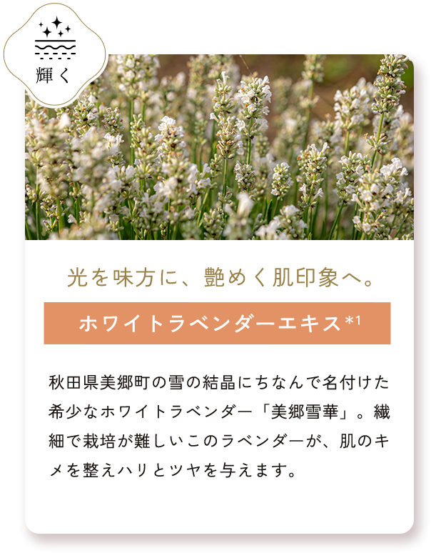 ホワイトラベンダーエキス＊1