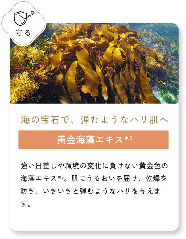 ⻩⾦海藻エキス＊5