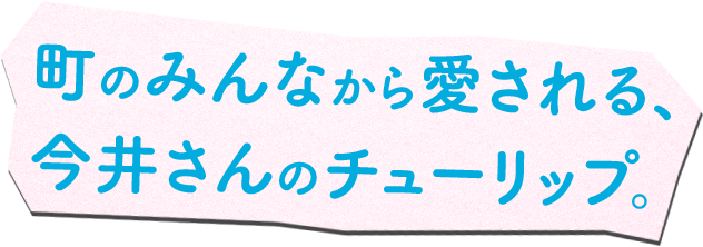 町のみんなから愛される、 今井さんのチューリップ。