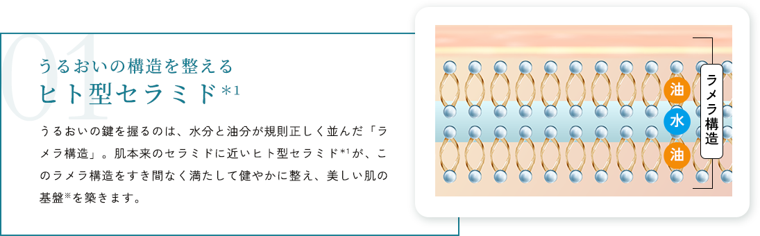うるおいの構造を整えるヒト型セラミド