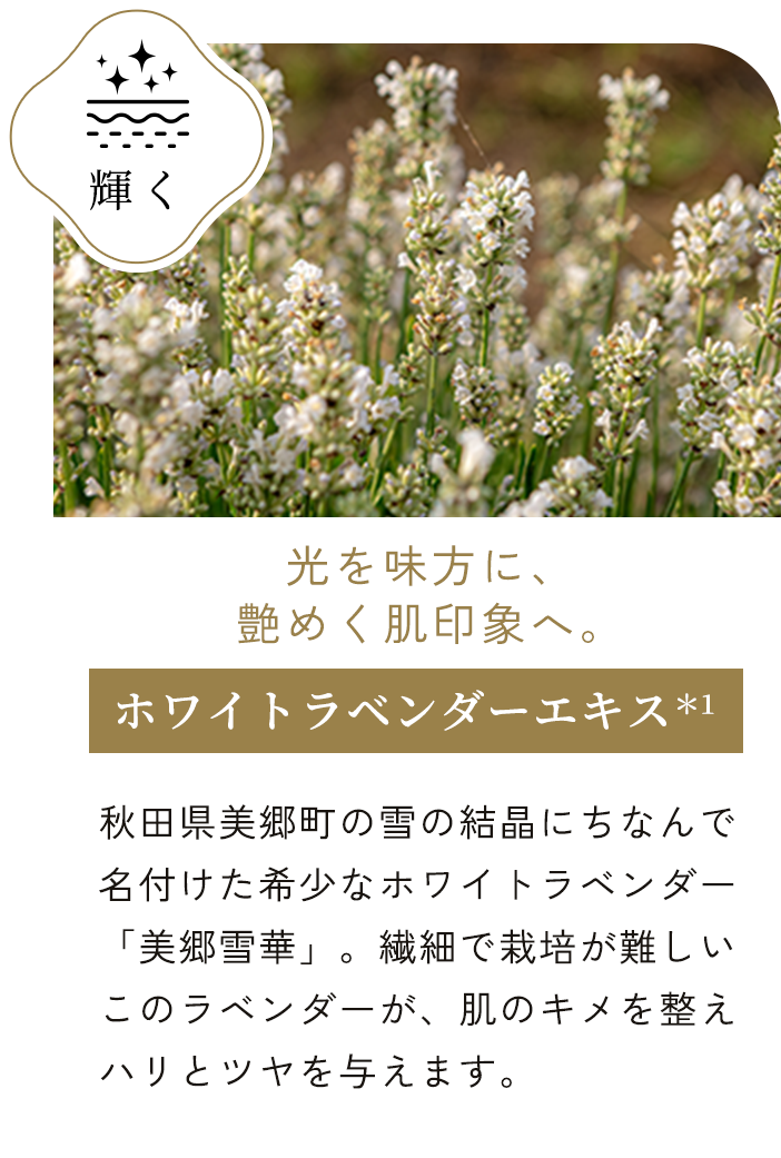 ホワイトラベンダーエキス＊1