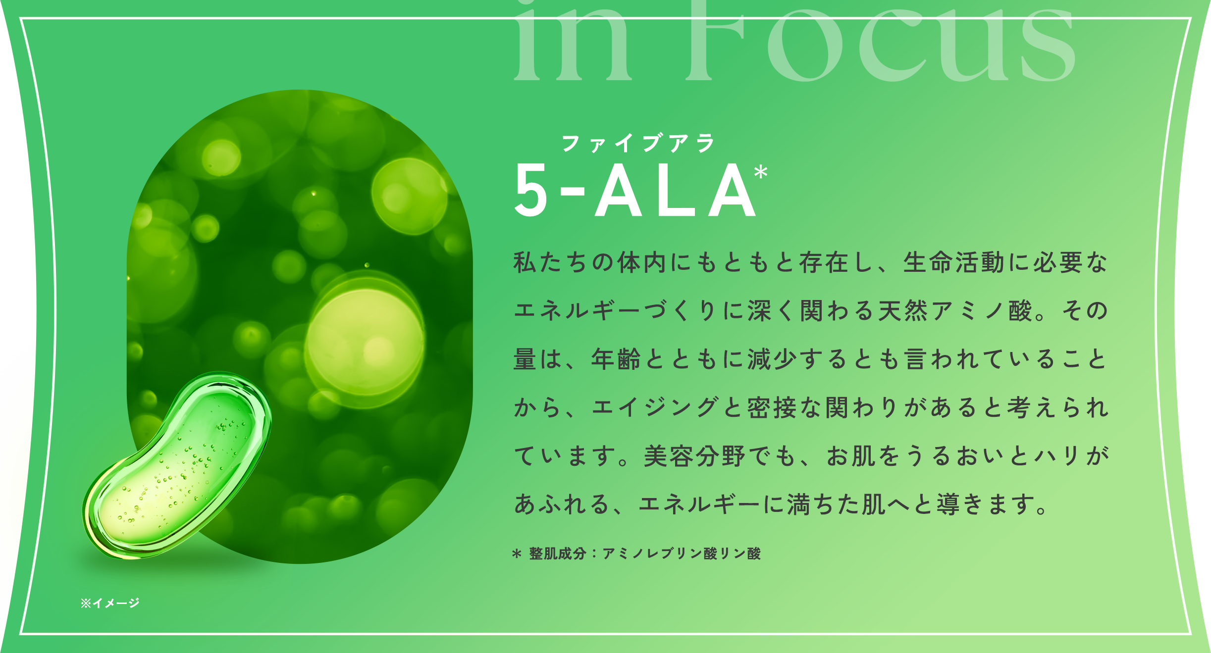 in Focus ファイブアラ 5-ALA* ※イメージ 私たちの体内にもともと存在し、生命活動に必要なエネルギーづくりに深く関わる天然アミノ酸。その量は、年齢とともに減少するとも言われていることから、エイジングと密接な関わりがあると考えられています。美容分野で発想された成分が、お肌をうるおいへと導きます。 ＊整肌成分:アミノレブリン酸リン酸