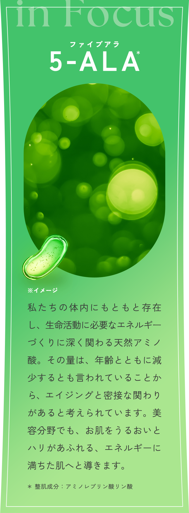 in Focus ファイブアラ 5-ALA* ※イメージ 私たちの体内にもともと存在し、生命活動に必要なエネルギーづくりに深く関わる天然アミノ酸。その量は、年齢とともに減少するとも言われていることから、エイジングと密接な関わりがあると考えられています。美容分野で発想された成分が、お肌をうるおいへと導きます。 ＊整肌成分:アミノレブリン酸リン酸