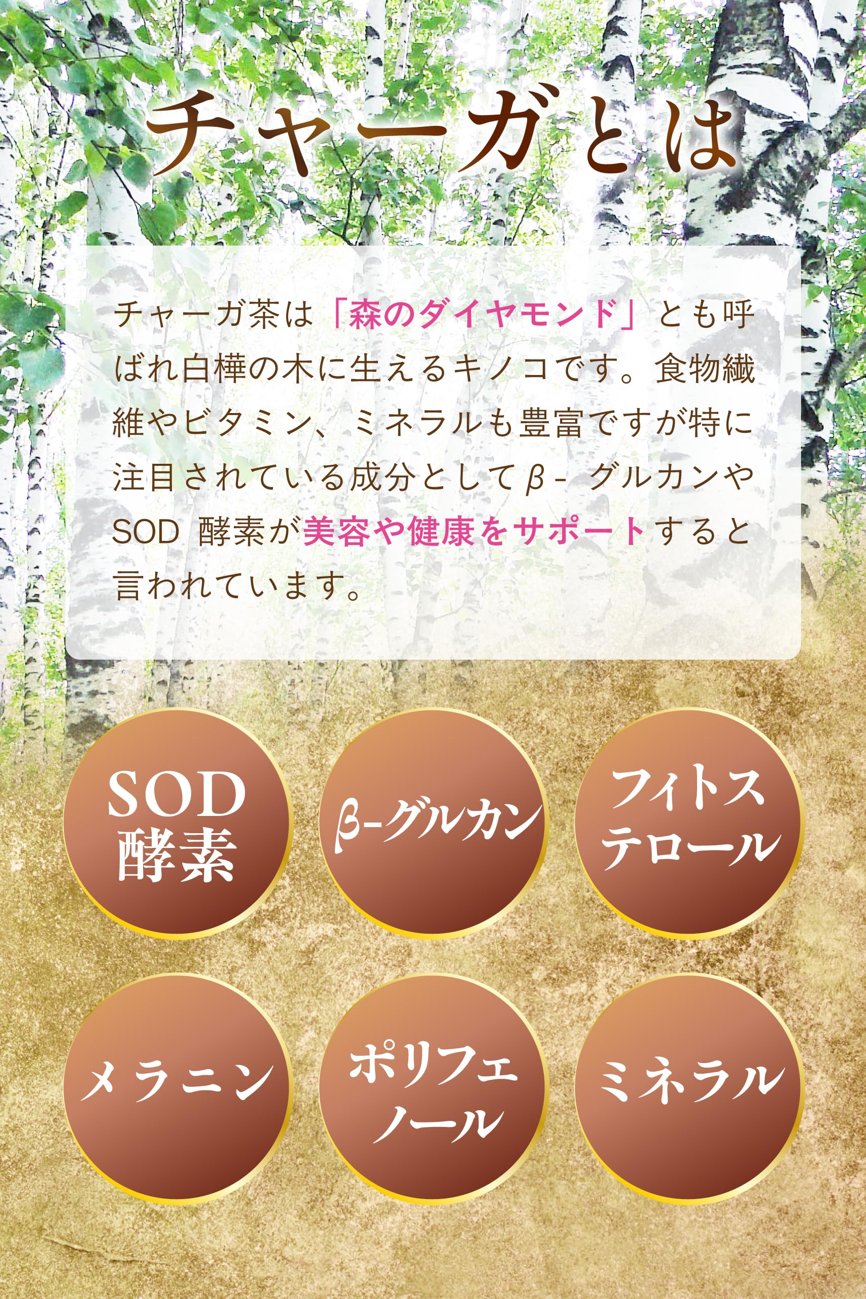 【通常購入】 チャーガ茶