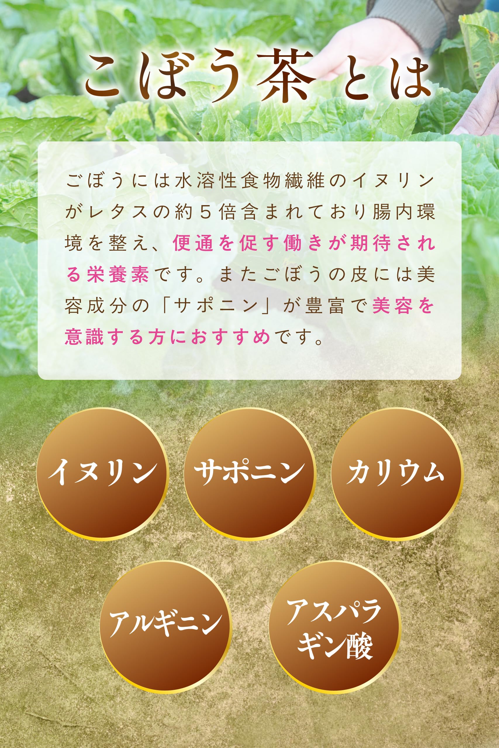 【通常購入】 ごぼう茶