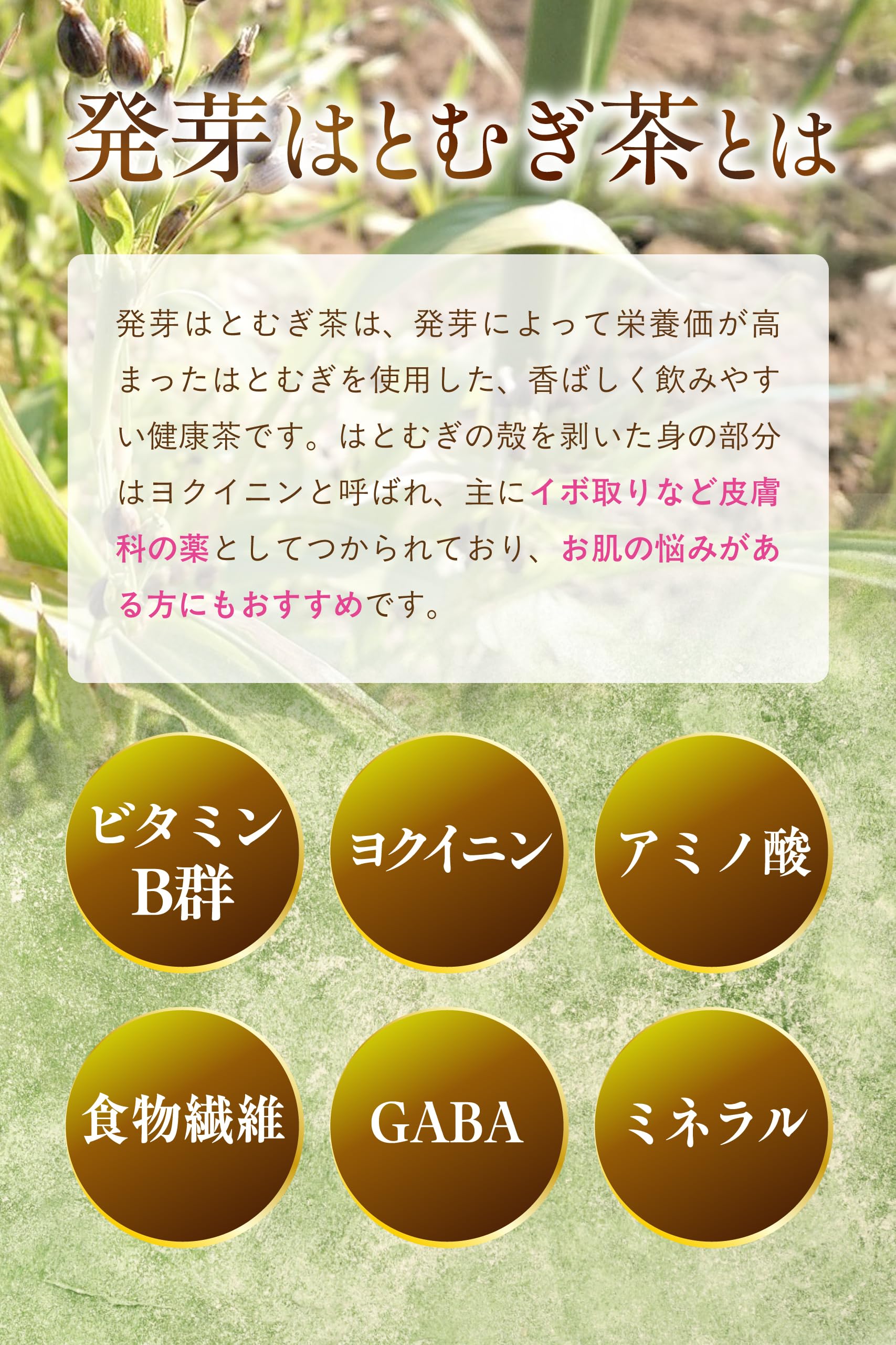 【通常購入】 発芽はとむぎ茶